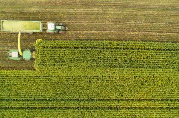 Häcksler und Traktorgespann auf einem Feld bei der Ernte