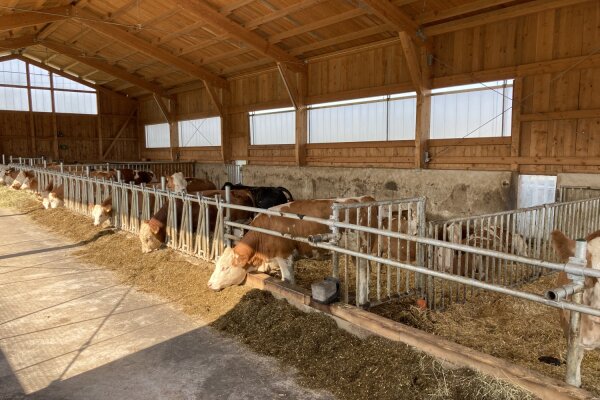 Rinder im Stall auf Stroh