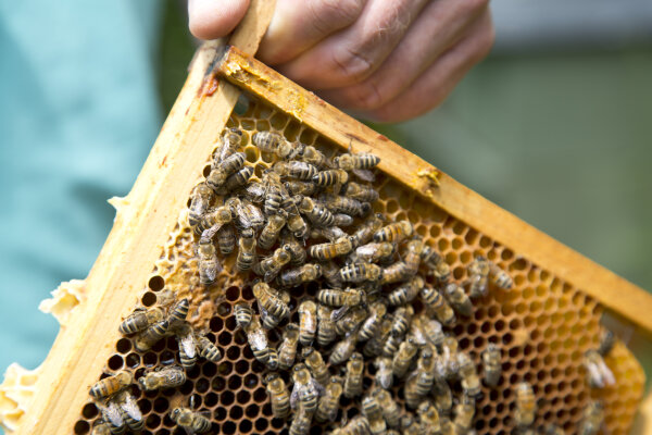 Eine Hand hält Honigwabe mit Bienen