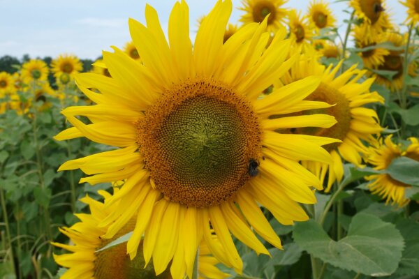blühende Sonnenblumen auf einem Sonnenblumenfeld