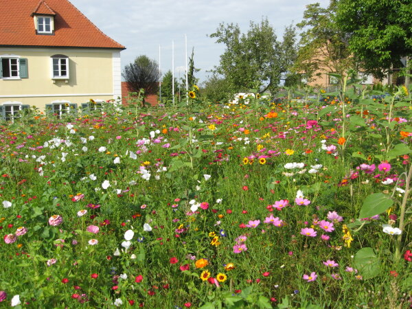 Blühflächen am Rathaus