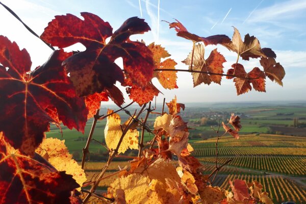 Rote Blätter eines Weinbergs