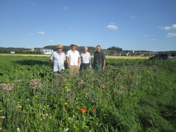 Haupt-Akteure am Blühstreifen (Fotos: Holzheim)