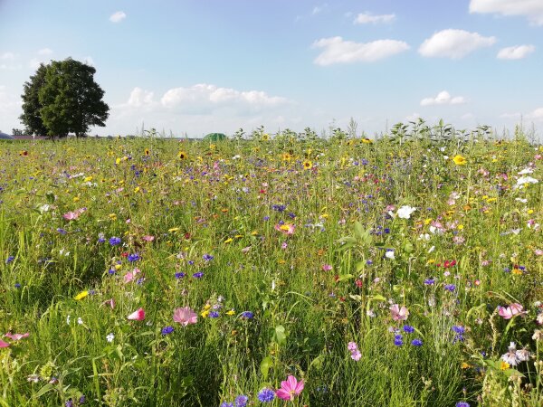 Blühfläche in der freien Flur