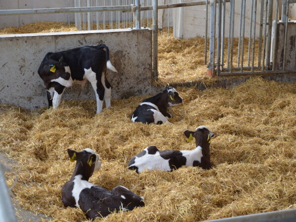 Drei Kälber liegen in einem Stall auf hohem Stroheinstreu und eines steht an einer Wand