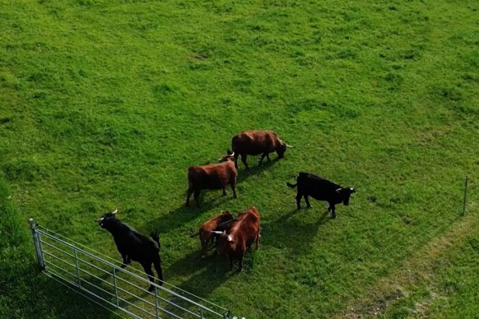 Rinder auf der Weide aus der Vogelperspektive