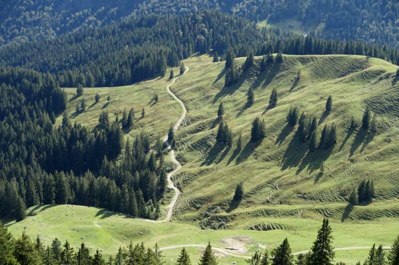 Almweide mit einzelnen Bäumen und durchzogen von einer Almstraße