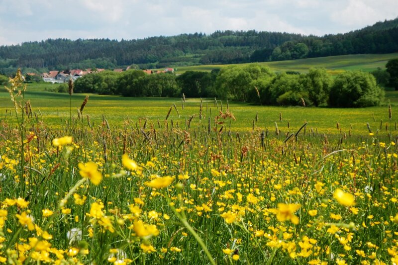 Eine von Hahnenfuß gelb blühende Wiese hebt sich vor grünen waldreichen sanft geschwungenen Hügeln ab