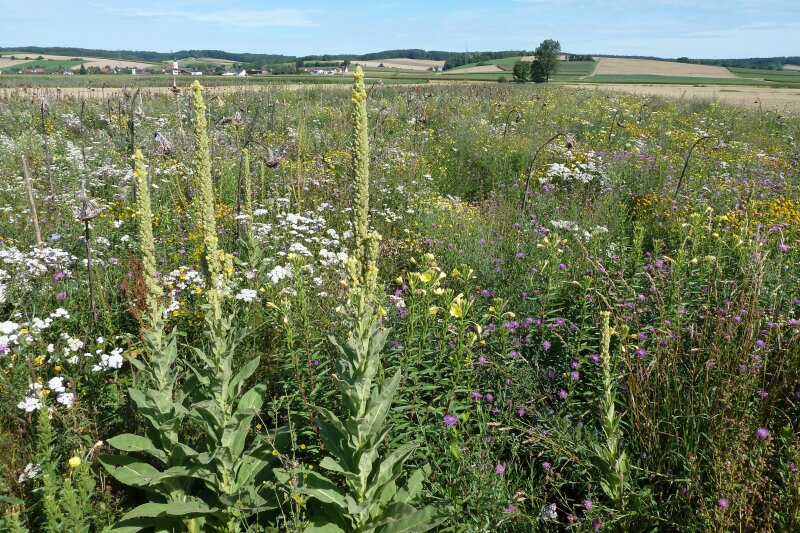 Eine Bienenweise mit Blumen und Gräsern