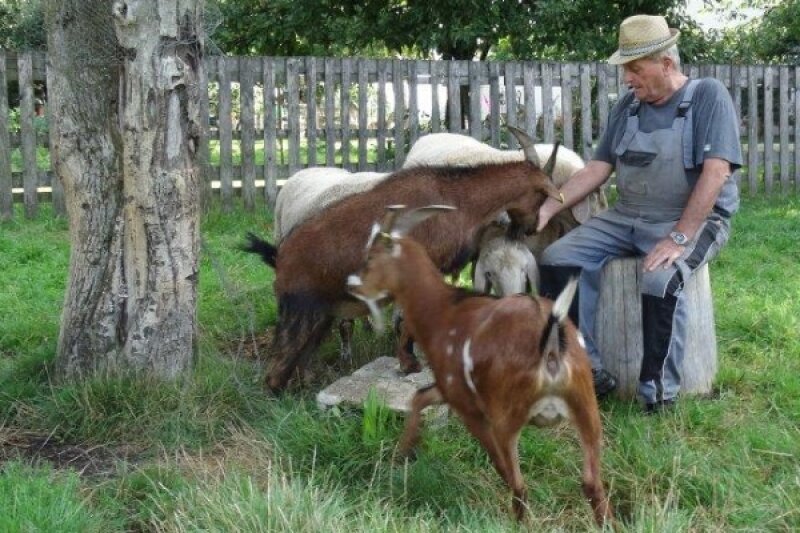 Älterer Mann mit Ziegen im Garten