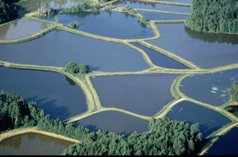 Luftbild der Teiche im Landkreis Tirschenreuth