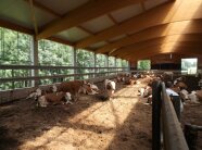 Offener Stall mit Kühen, die auf Kompost stehen
