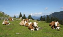 Liegende Kühe auf einer Bergweide
