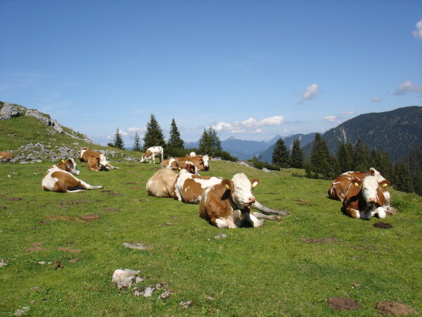 Kühe auf der Alm