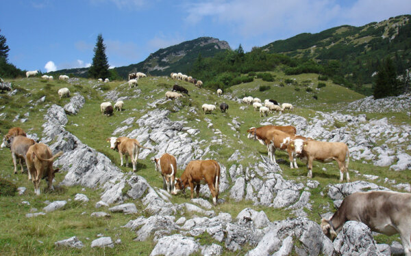 Kühe und Schafe auf der Eschenloher Kuhalm