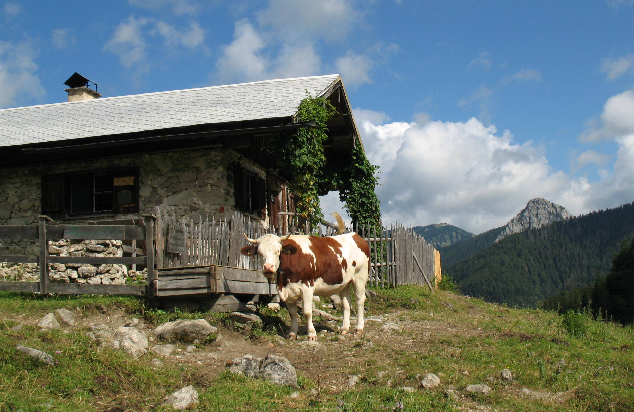 Rind vor einer Almhütte