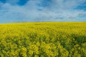 Gelb blühender Raps vor weitem weiß-blauen Himmel