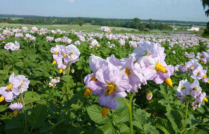 Kartoffelblüten