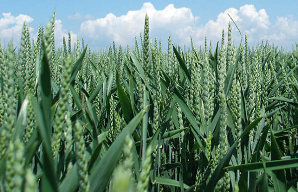 Weizenbestand in der Blüte