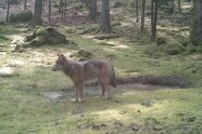 Wolf zwischen Bäumen im Wald 