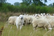 Schafe und Hund auf einer Weide