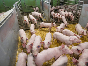 Schweine in einem Stall