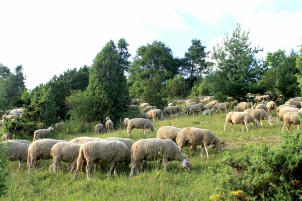 Schafherde in einer Heckenlandschaft