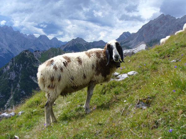Schaf steht an einem Hang in Berglandschaft