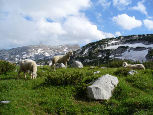 Weiße Bergschafe im Steinernen Meer im Nationalpark Berchtesgaden