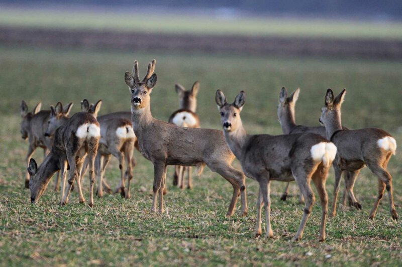 Ein Sprung von elf Rehen steht im Winter auf einer Wiese. Darunter ein Kapitaler Bock im Bast, der in die Kamera blickt.