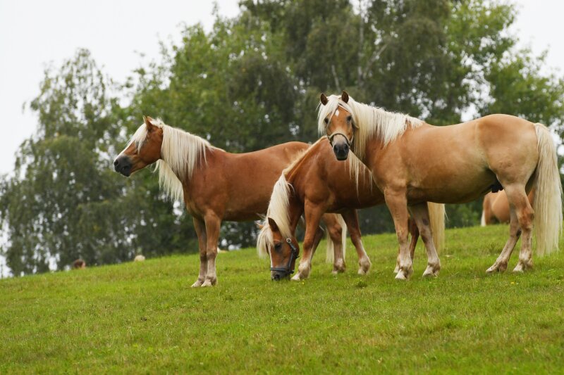 Haflinger beim Grasen auf der Pferdekoppel