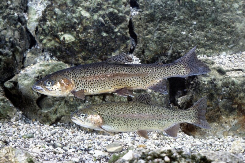 Vor einer Steinschüttung im Hintergrund schwimmen zwei Regenbogenforellen. Oben: Milchner (Männchen); Unten: Weibchen (Rogener)