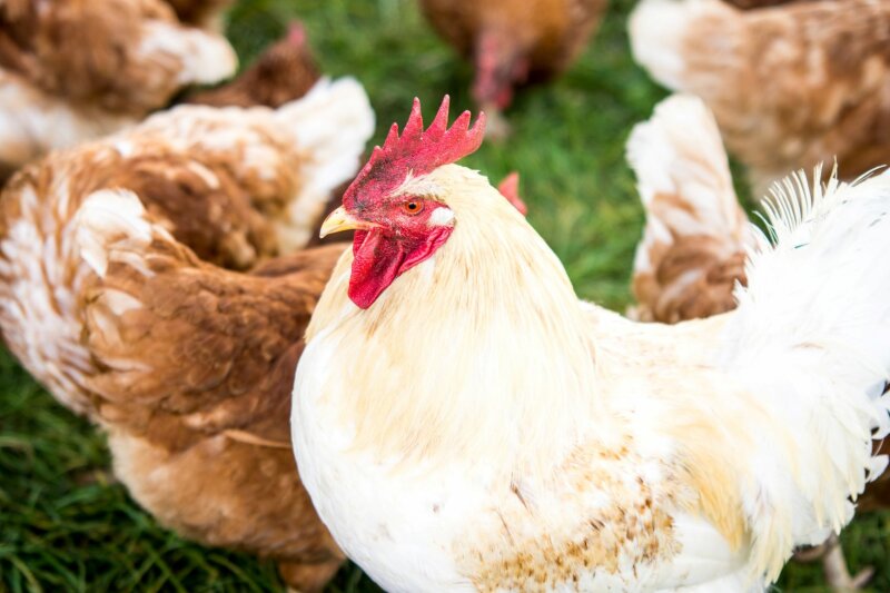 Ein weiß gefiederter Hahn inmitten mehrerer freilaufender Hennen mit braunem Gefieder.