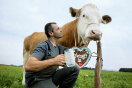 Bauer kniet vor einer Kuh; Bauer mit leeren Glas in der Hand, Kuh mit Oktoberfestherz um den Hals.