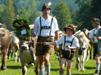 Almabtrieb: Festlich geschmückte Rinder werden zurück ins Tal getrieben..