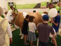 Eine künstliche Kuh mit Euter zum Melken üben kommt bei den Kindern gut an.