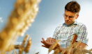 Landwirt prüft Reifegrad des Weizens