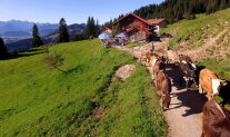 Bergbauer treibt seine Kühe von seiner Almhütte zur Alm