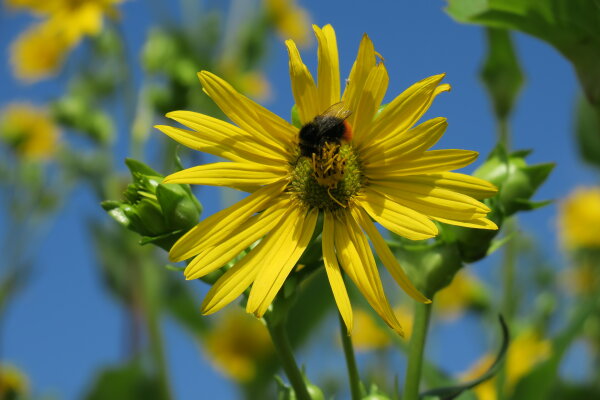 Hummel auf Blüte