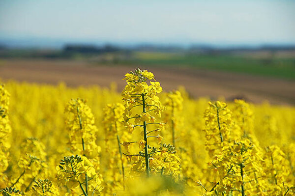 Rapsblüte in Großaufnahme