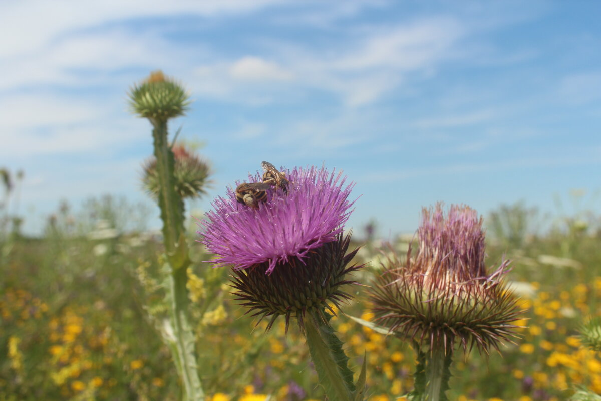 Bienen sitzen auf der Blüte einer Distel