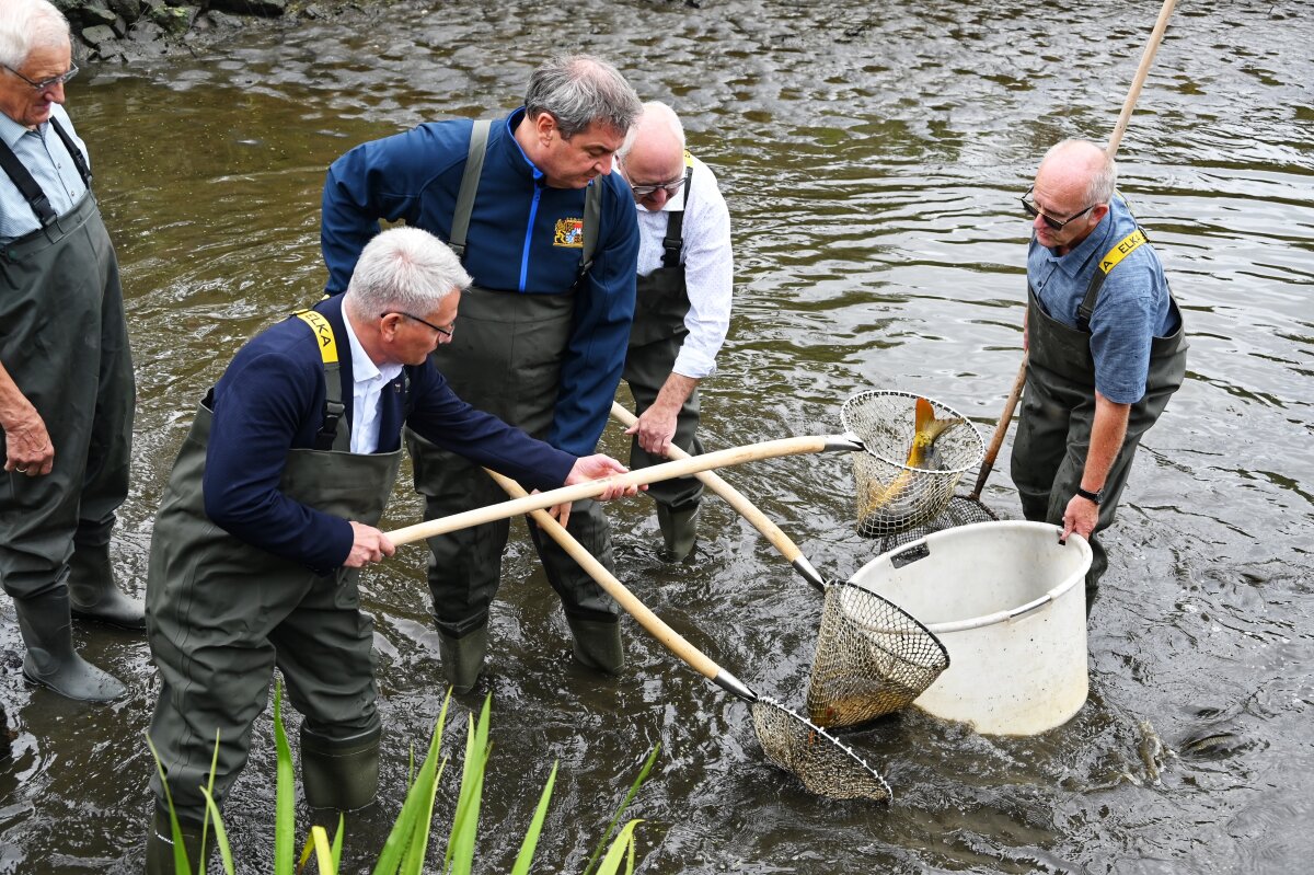 Ministerpräsident Dr. Markus Söder steht in einem Teich und fängt mit dem Netz Karpfen