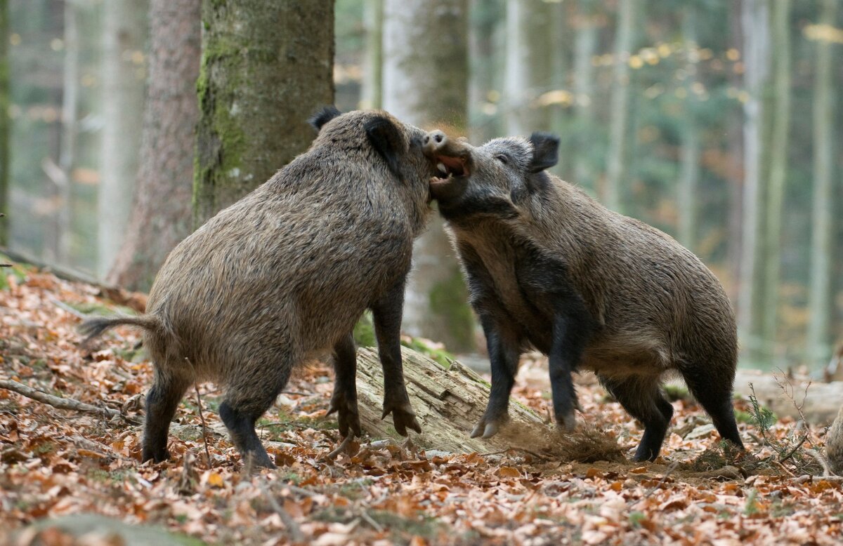 Zwei kämpfende Wildschweine