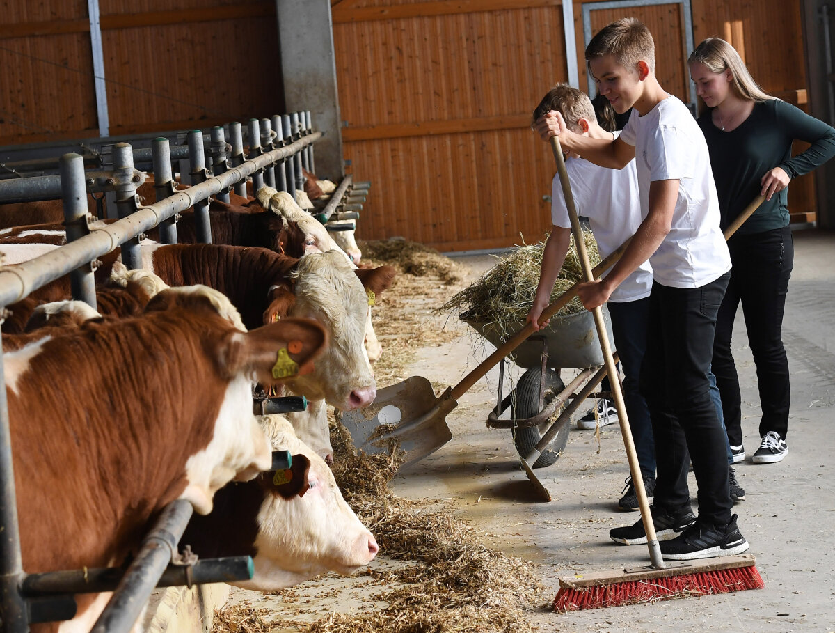 Kinder im Stall richten mit Schaufel, Besen und Schubkarren das Futter für Kühe an 