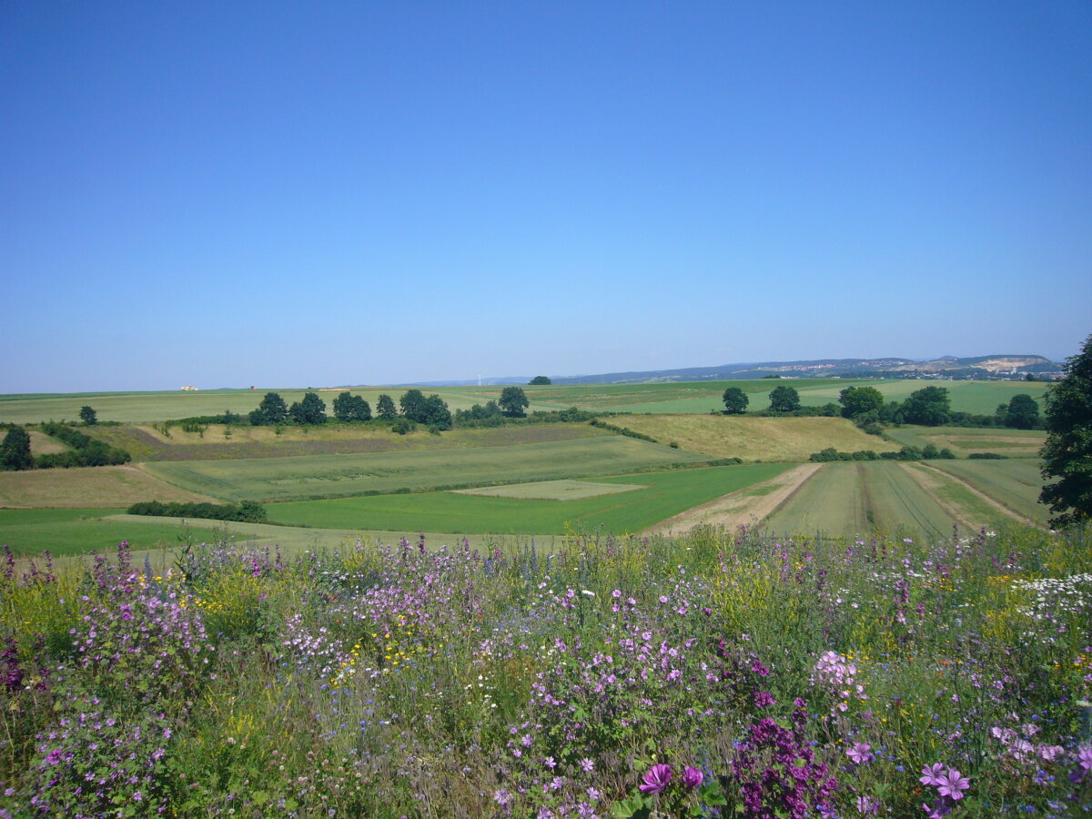 Blühfläche in sommerlicher Landschaft