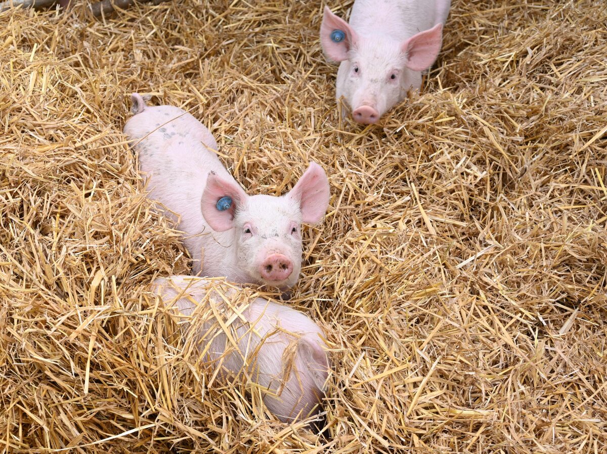 Drei Ferkel im Stroh