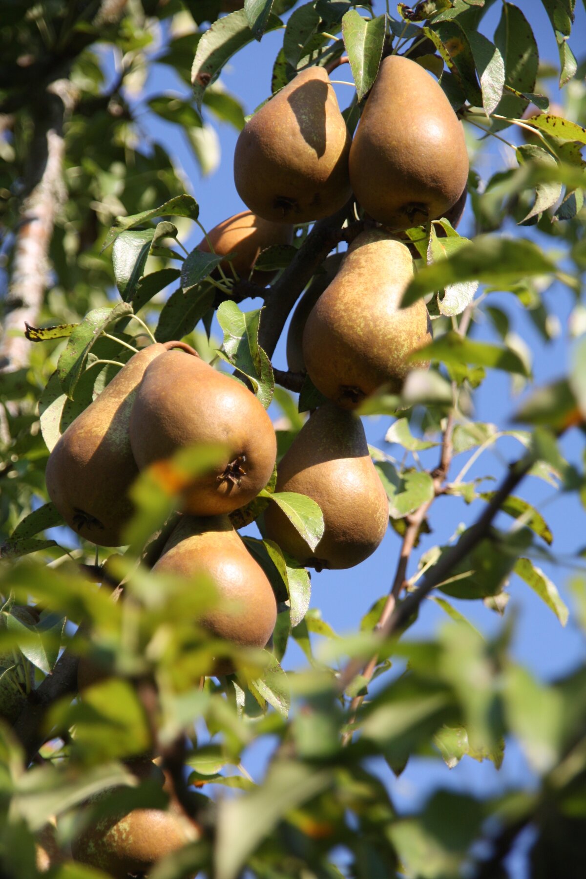 Ein Ast mit Birnen von einem Birnenbaum auf einer Streuobstwiese.