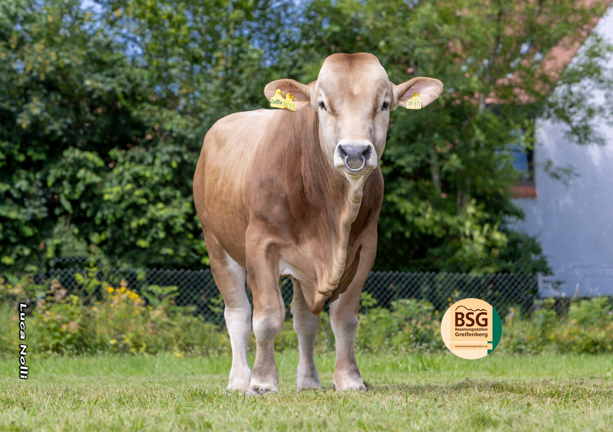 Ein Bulle steht auf einer grünen Wiese mit Wildblumen und Bäumen im Hintergrund.
