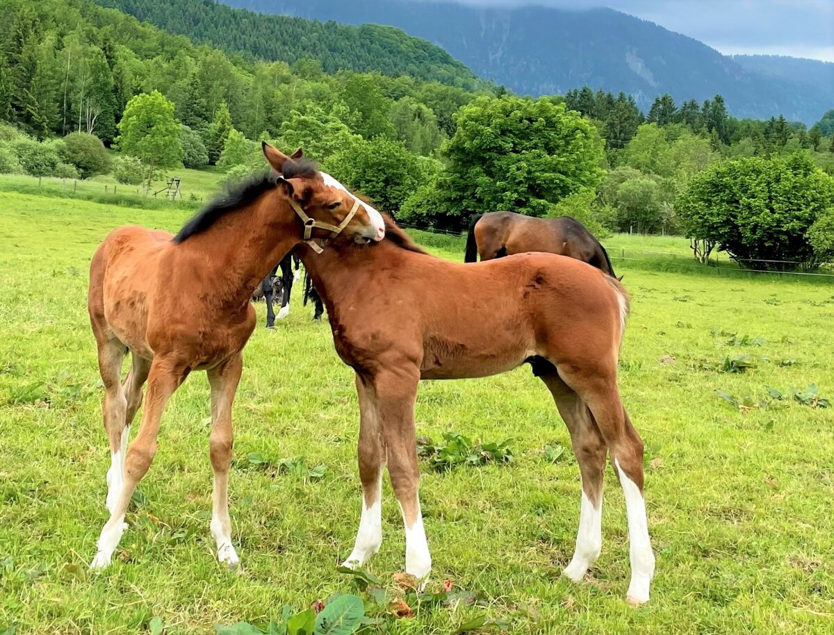 Zwei Fohlen stehen auf der Koppel und kratzen sich gegenseitig am Hals.