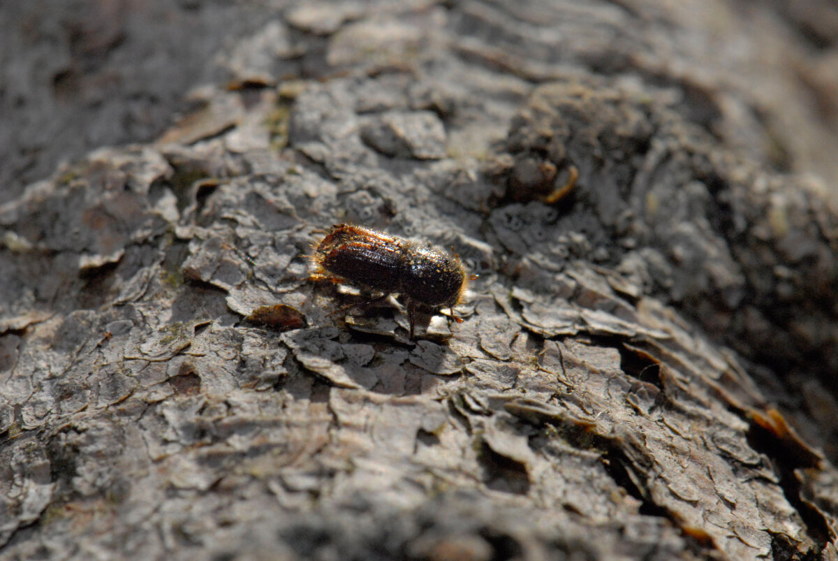 Das Bild zeigt einen ausgewachsenen Borkenkäfer (Ips typographus) auf einer Fichte.